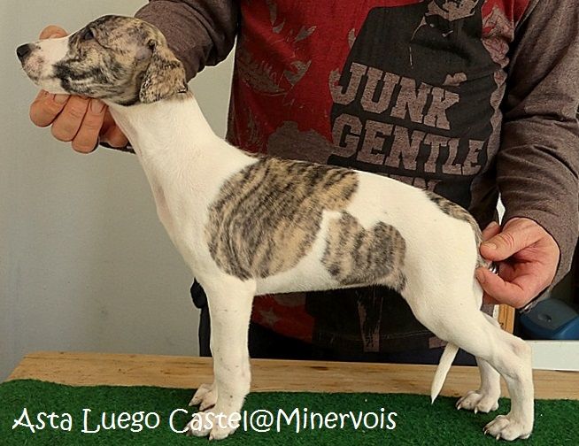 du castel minervois - Chiots disponibles - Whippet