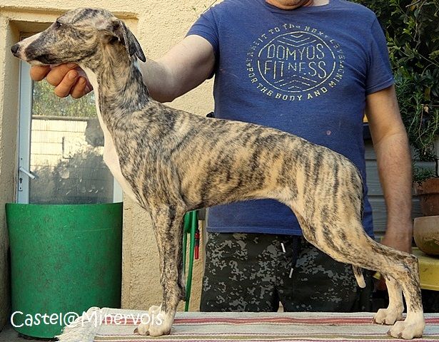 du castel minervois - Chiots disponibles - Whippet