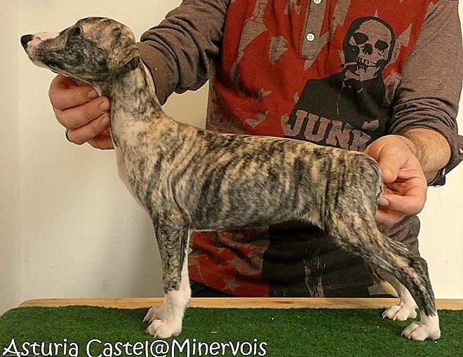 du castel minervois - Chiots disponibles - Whippet