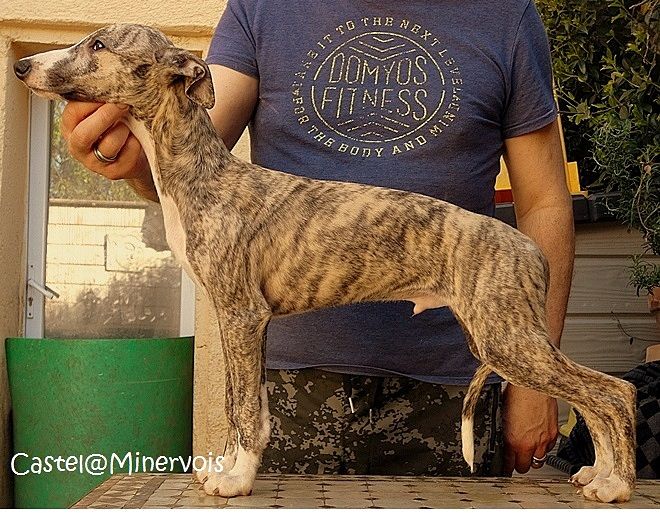 du castel minervois - Chiots disponibles - Whippet