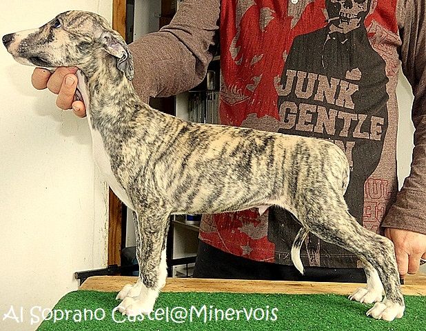 du castel minervois - Chiots disponibles - Whippet