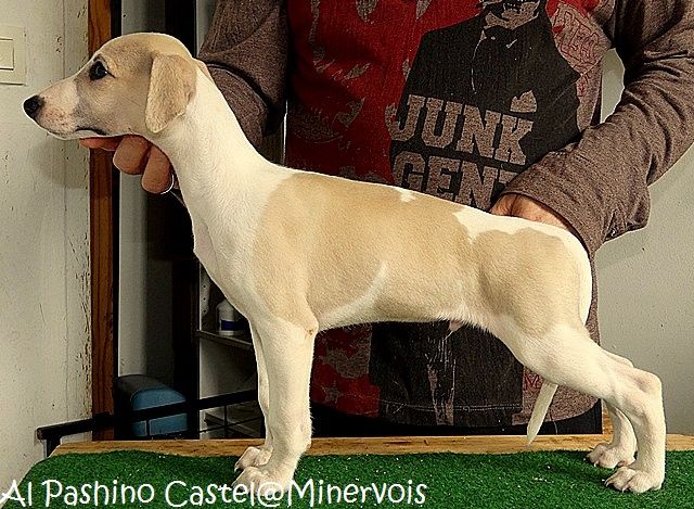 du castel minervois - Chiots disponibles - Whippet