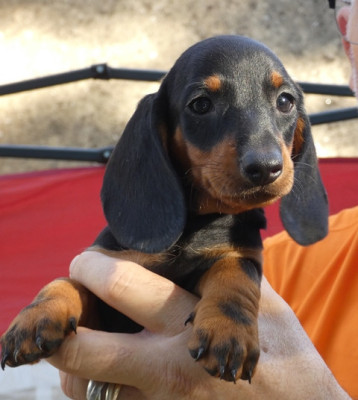 Brenda von Barkarole
