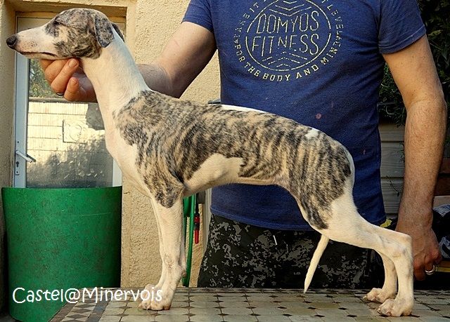 du castel minervois - Chiots disponibles - Whippet