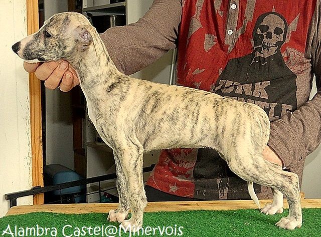 du castel minervois - Chiots disponibles - Whippet