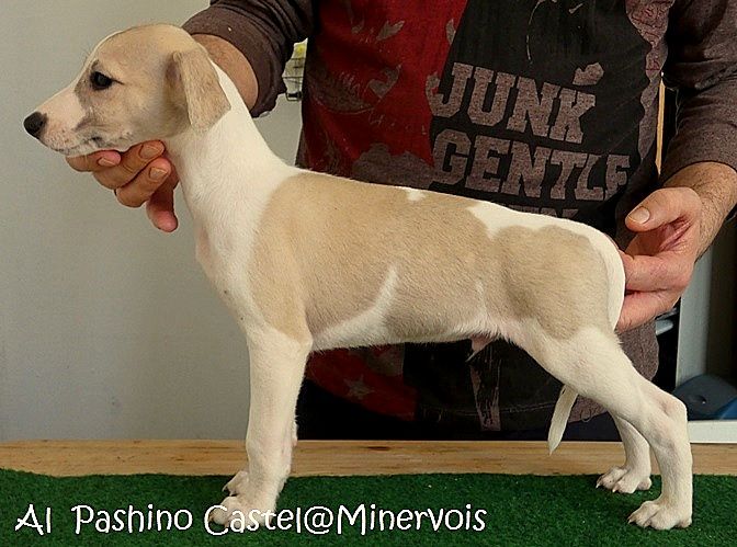 du castel minervois - Chiots disponibles - Whippet