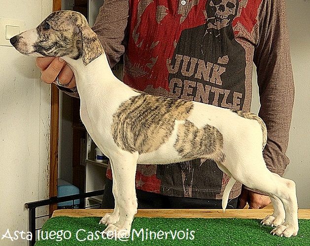 du castel minervois - Chiots disponibles - Whippet